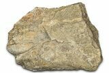 Dinosaur (Triceratops) Frill Shield Section - Montana #338948-1